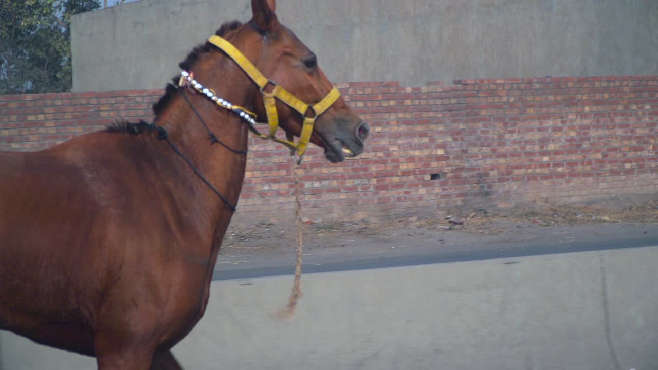 un caballo de la bahía con una brida de caballo amarilla corriendo en la calle pública, una pared de ladrillos rojos y un transformador eléctrico cruzando en el fondo