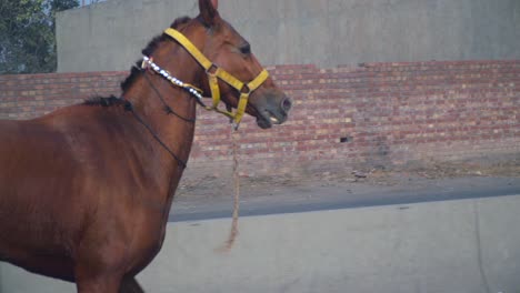 a bay horse with yellow horse bridle running on the public street, red bricks wall and a electric transformer crossing in the background