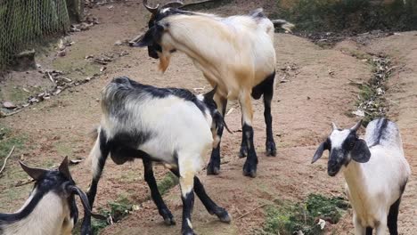 goats in a pen