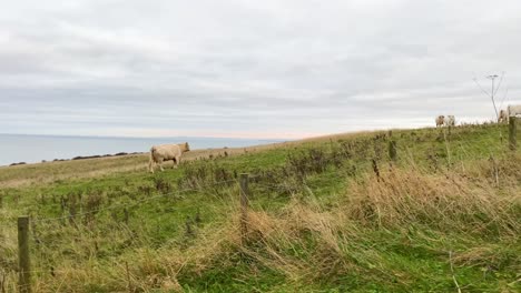 a light brown cow walking up hill in field with north sea in background. tracking shot. uk