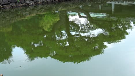 tree reflection on lake in the japan garden