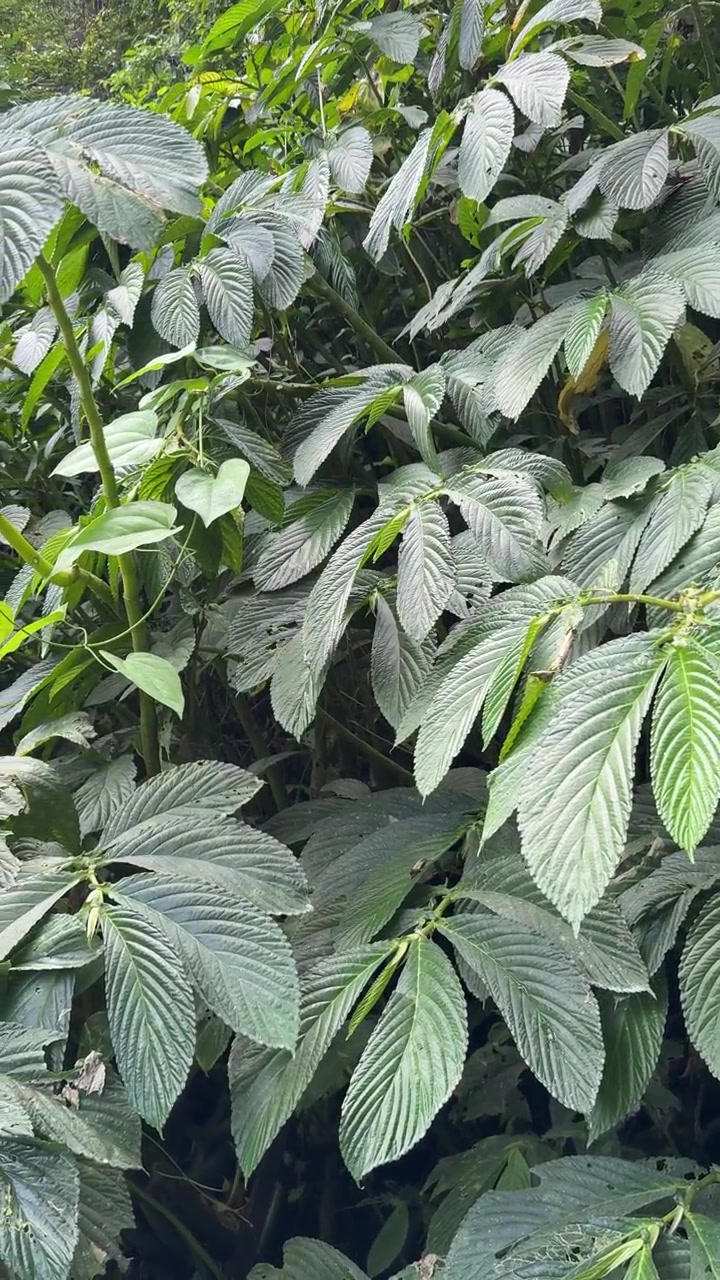 Pepohonan Hijau Rimbun di Suasana Hutan Tropis
