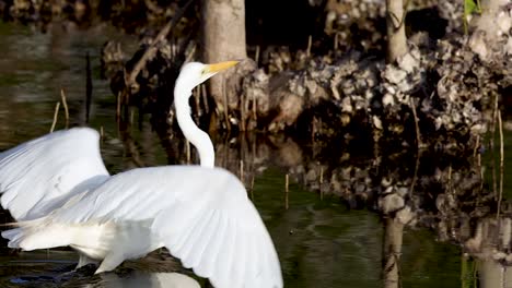 a great egret elegantly takes flight from a mangrove swamp, showcasing its wings and reflection in the water.
