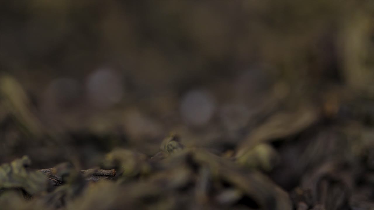 recogiendo a mano hojas secas de té negro
