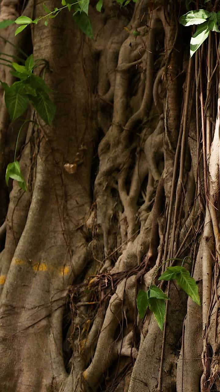 Close-up of tree roots and lush foliage