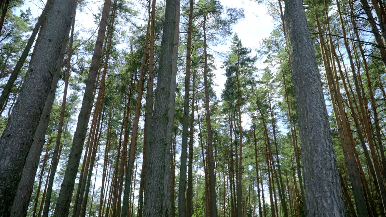 Valoisa päivä havumetsässä. Aurinkonsäteet murtautuvat korkeiden mäntyjen läpi.
