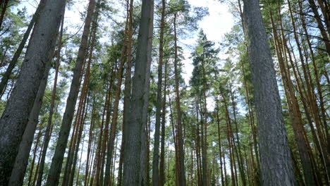 Bright-day-in-coniferous-forest.-Sunny-rays-make-their-way-through-of-tall-pines