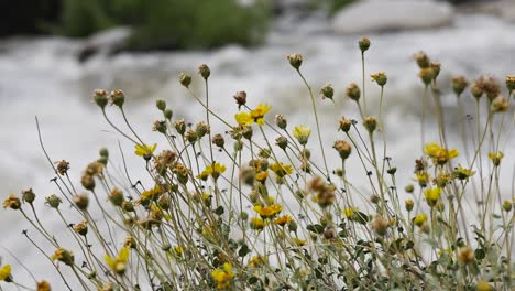 yellow daisies next to the raging kern river after a flood then a focus shift to the river slo mo 60fps