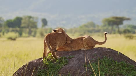 lindos cachorros de león jugando en áfrica, dos jóvenes animales adorables divertidos, leones en masai mara, kenia, juegan a luchar y escalar el montículo de termitas en el safari de vida silvestre africana en masai mara