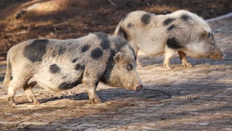 two spotted pigs