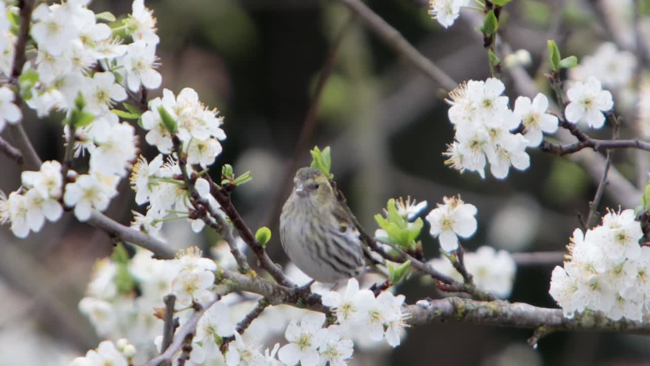 Una femmina di Lucherino, Spinus spinus, su un susino in fiore all'inizio della primavera. Regno Unito.