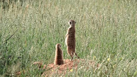 a pregnant meerkat mother with a baby, sitting on her mound scanning the environment for danger in the kalahari of south africa