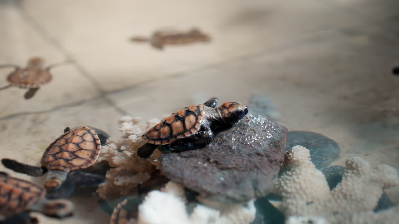 Hawksbill hatchlings swim around coral pieces and rocks in tank of sanctuary