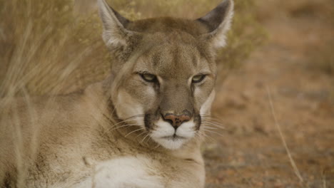 hermosa cara de león de montaña de cerca