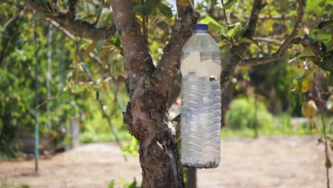 trampa de insectos casera botella de plástico colgando de un árbol