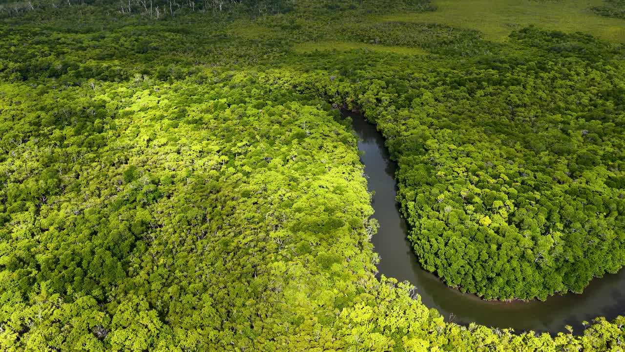 Drone glides above winding river through dense, sunlit rainforest canopy in Port Douglas, Australia