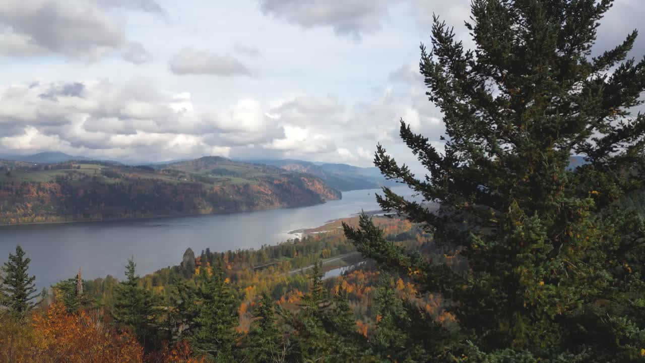 Drone shot of the Columbia River Gorge in Oregon panning up a pine tree to reveal a beautiful river scene
