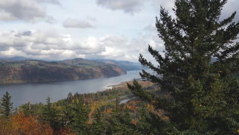 Drone-shot-of-the-Columbia-River-Gorge-in-Oregon-panning-up-a-pine-tree-to-reveal-a-beautiful-river-scene