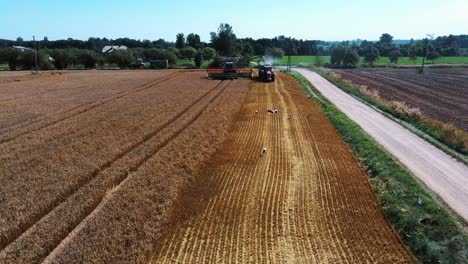 aerial view of harvester mower mechanism cuts wheat spikelets-1