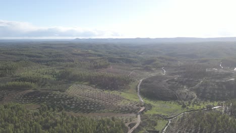 Vista-Aérea-De-Una-Plantación-De-Eucalipto-En-La-Cima-De-Una-Colina-Para-La-Industria-Del-Papel