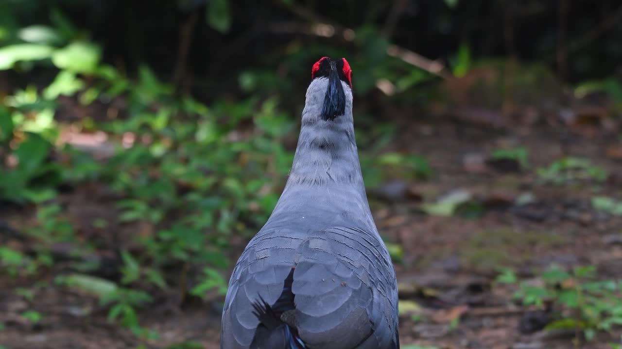 espalda de fuego de diard, lophura diardi