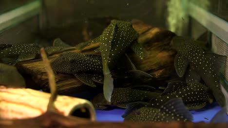 Ein-Schwarm-Schwarz-weiß-Gefleckter-Saugermaulwelse-Blauer-Phantom-Pleco,-Der-Herumschwimmt-Und-An-Den-Boden-Und-Die-Seiten-Eines-Glasaquariums-Saugt