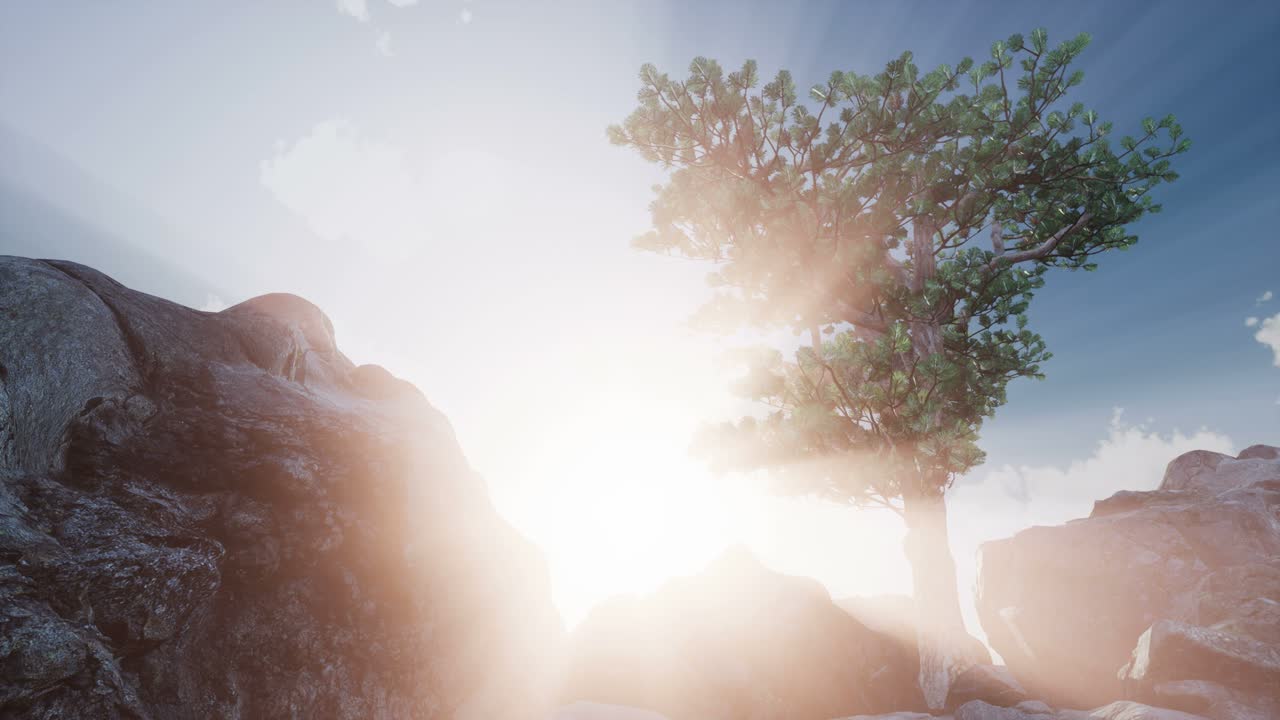 木々を通る太陽の光線