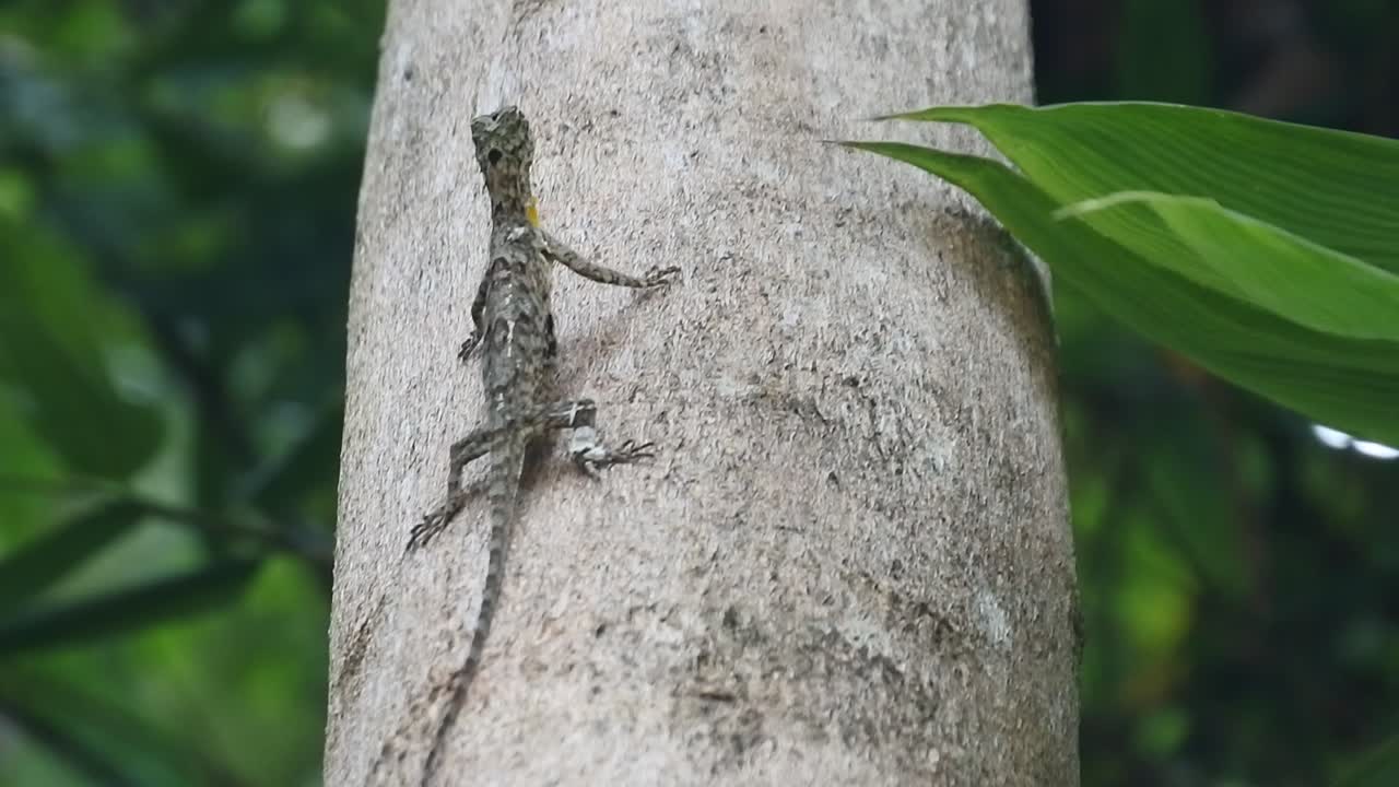 species of tree lizard from the Agamidae tribe. A group of lizards with flying geckos (Draco Sp.) HD Video Chameleon mane (Bronchocela jubata) crawling on tree.