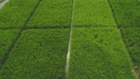 flight over rice fields in south america