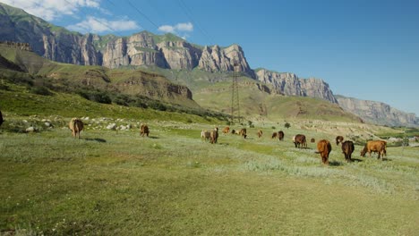 cattle and horses grazing in a mountain valley