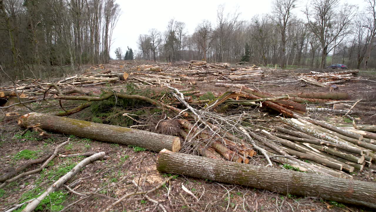 Forward view at ground level of logs cut at the edge of a forest