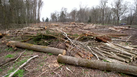 Forward-view-at-ground-level-of-logs-cut-at-the-edge-of-a-forest