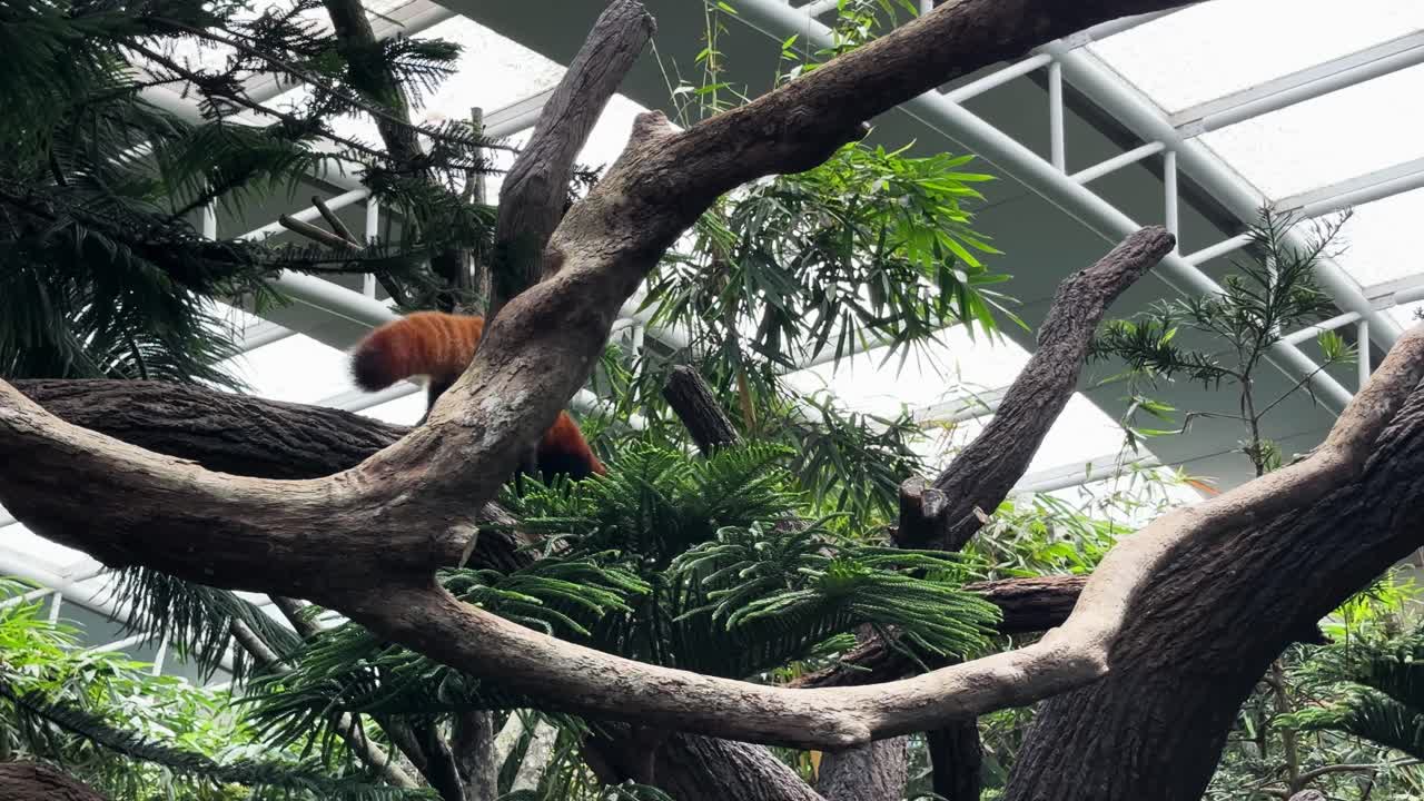 adorable panda rojo caminando en un árbol en el zoológico