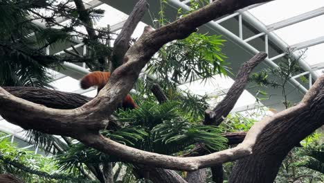 adorable red panda walking on a tree in the zoo wide shot