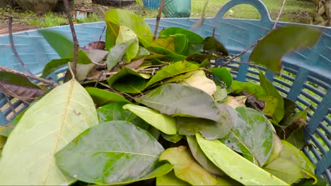 Un-Montón-De-Hojas-Verdes-Que-Se-Colocan-En-Una-Canasta-Después-De-Ser-Recolectadas-Por-El-Agricultor