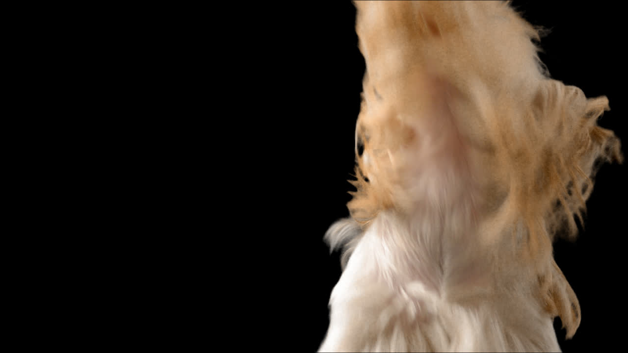 Yorkshire terrier. Alfa-kanal inkluderet