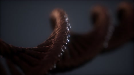 loopable structure of the dna double helix animation