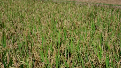 yellow-rice-paddy-ready-for-harvest,-slow-motion