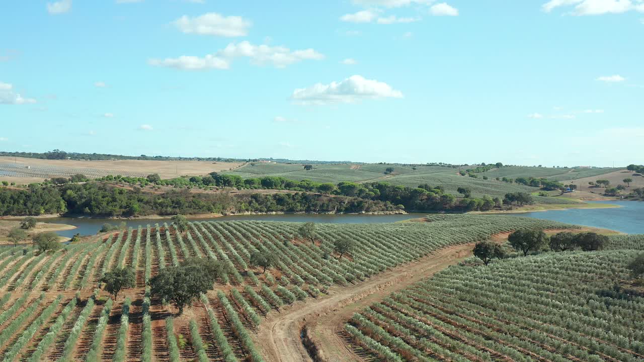 camino de tierra en medio de una finca de olivos con un lago para riego