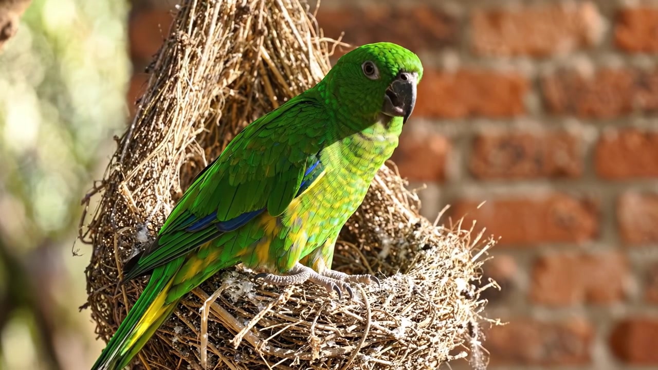 A Vibrant Green Parrot Nesting Comfortably Among Straw and Twigs, Showcasing Its Brilliant Feathers and Engaging Expression Under Soft Warm Lighting