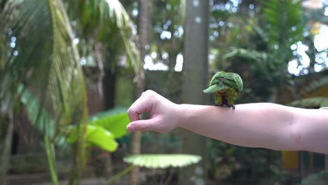 Curious-little-rainbow-lorikeet,-trichoglossus-moluccanus-perching-on-a-sweaty-arm,-sticking-its-tongue-out-and-licking-salty-sweats-on-the-skin-in-bright-daylight,-wildlife-park