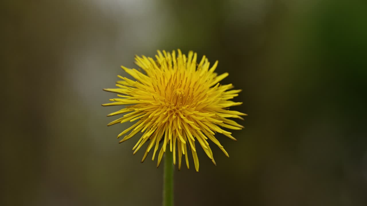 Yellow dandelion flower in park in spring