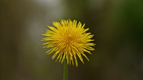 yellow dandelion flower in park in spring