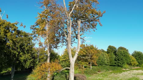 dos árboles delgados con hojas de otoño y una grúa de fondo de cielo azul