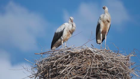 a couple of storks in the high nest