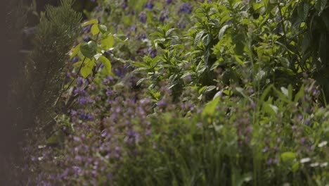 Gardener-working-in-vegetable-garden-growing-aromatic-plants