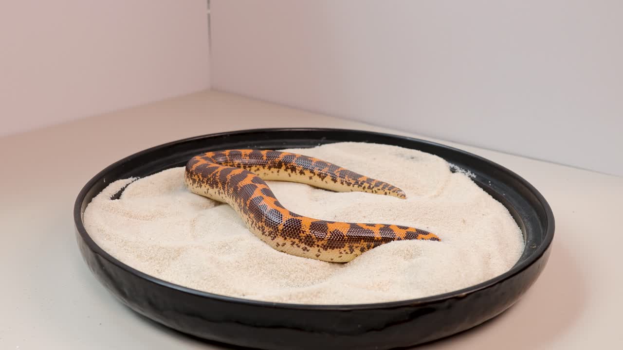 A sand boa snake moves across a shallow sand-filled tray in a controlled studio setting with soft, even lighting and a static camera angle