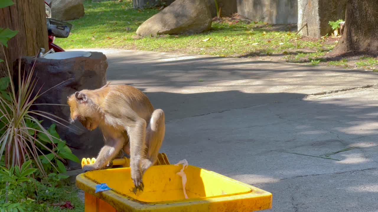 el mono investiga el contenedor en el zoológico de khao kheow