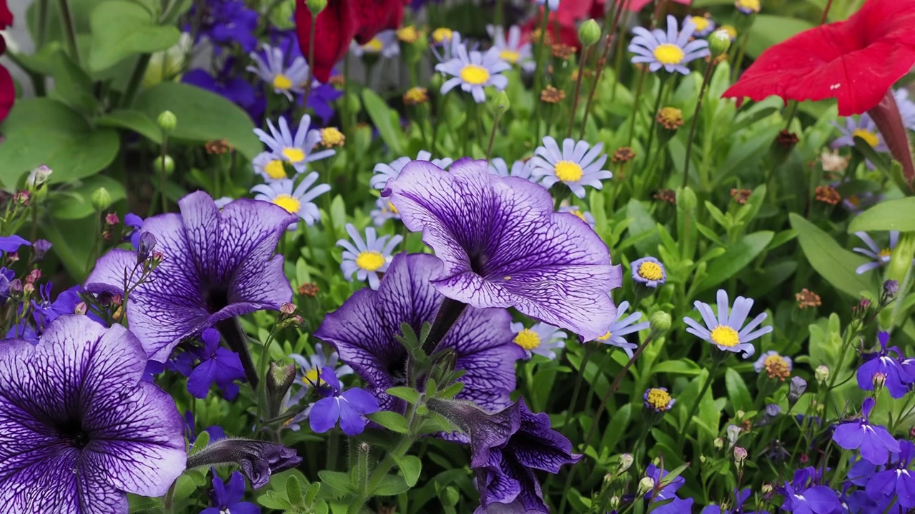 Lilla petunia blomstrer om sommeren.