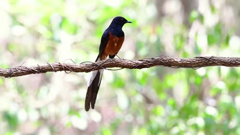 shama de rabadilla blanca encaramado en una vid con fondo bokeo del bosque, copsychus malabaricus, en cámara lenta